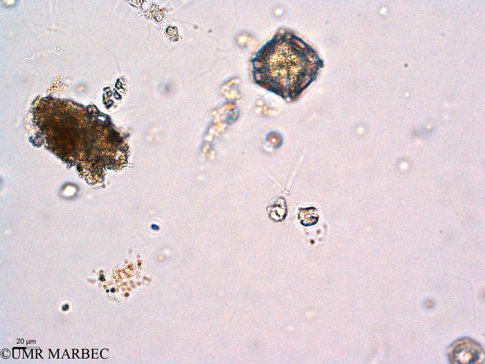phyto/Thau_Lagoon/THAU_station1/GELAMED 2010/Lingulodinium polyedrum (ancien Protoceratium reticulatum syn. Gonyaulax grindleyi)(copy).jpg